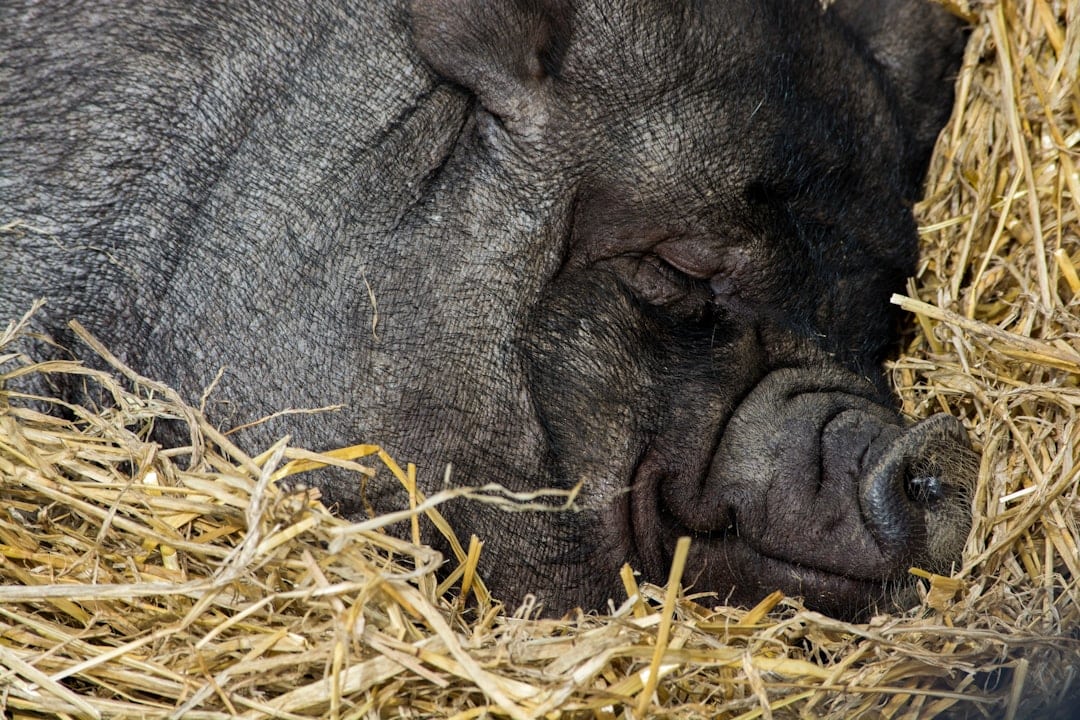 Photo Sleeping brain